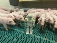 Ebertz_2022_Digitalisierung im Schweinestall (1).JPEG