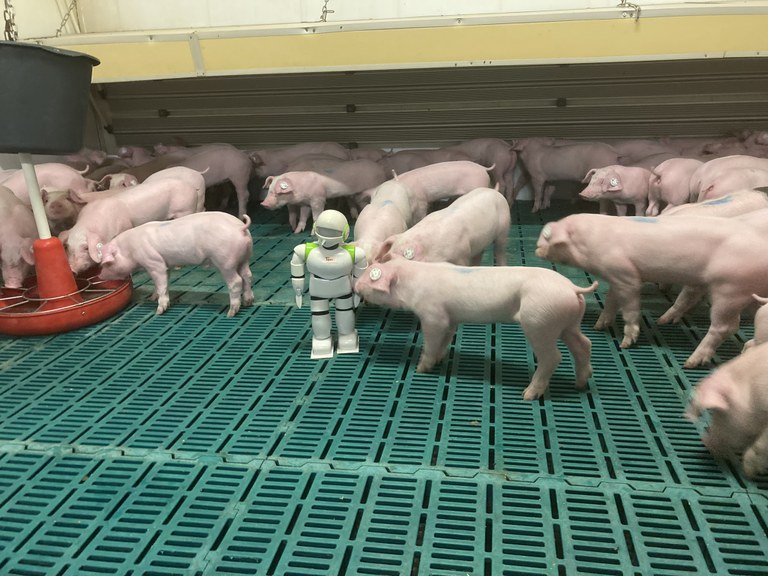 Ebertz_2022_Digitalisierung im Schweinestall (2).JPEG